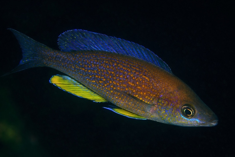 Cyprichromis pavo 'Izinga Island'